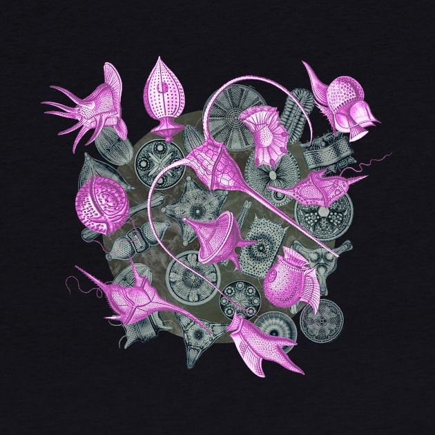 Ernst Haeckel Pink Peridinea on Cerulean  Diatoms by Scientistudio